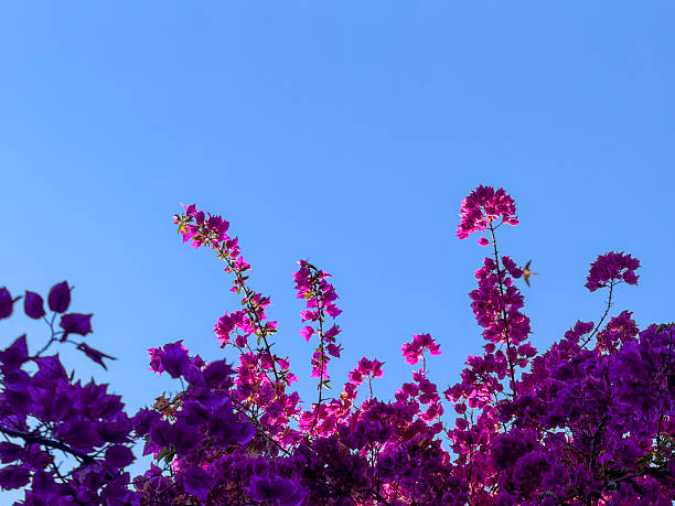 The butterfly and flowers , Butterfly garden bougainvillea flower