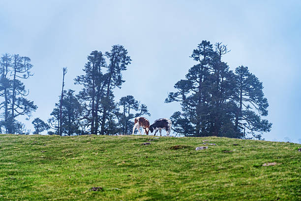 cow grazing on medow moutain hill  in Dhading, Nepal.