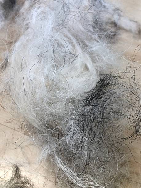 istock Dog hair clump after grooming 2219129988