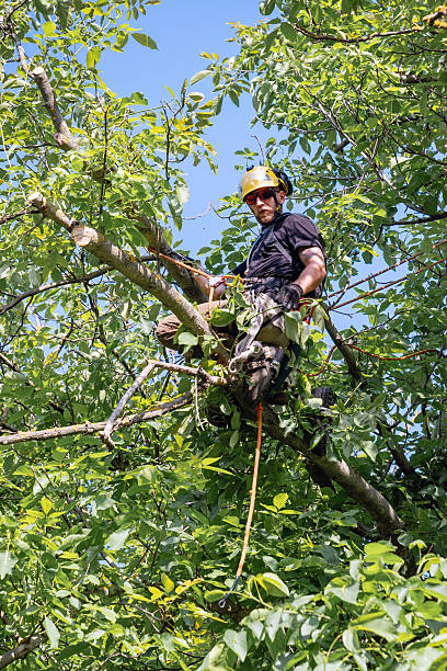 istock Tree surgeon standing on top of a big walnut tree 2219130145