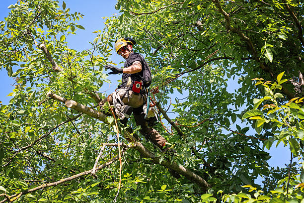 istock Tree surgeon standing on top of a big walnut tree 2219130148