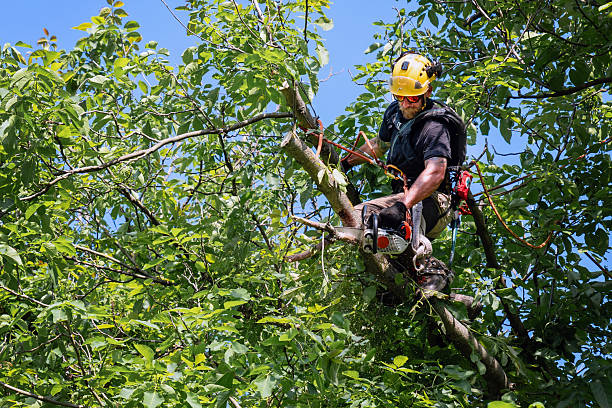 istock Arborist cutting branches on a high tree with a chainsaw 2219130158