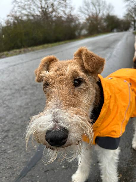istock Wire Fox Terrier Wearing an Orange Raincoat on a Wet Road 2219130445
