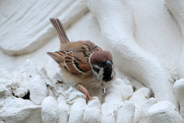 A sparrow staying in a sculpture