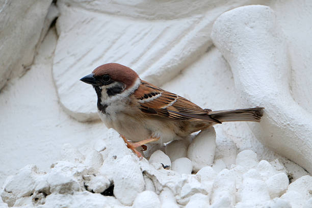 A sparrow staying in a sculpture