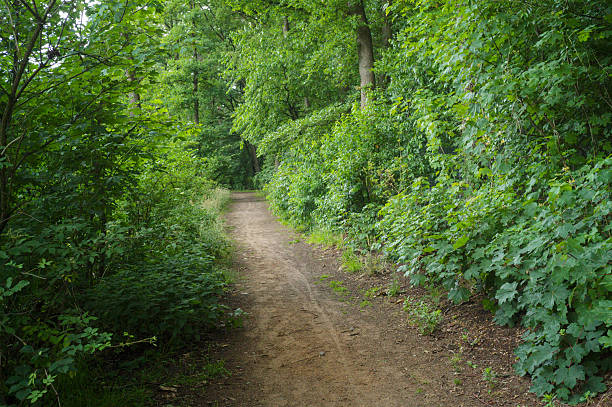 Dirt path winding through a vibrant green forest, inviting exploration and tranquility