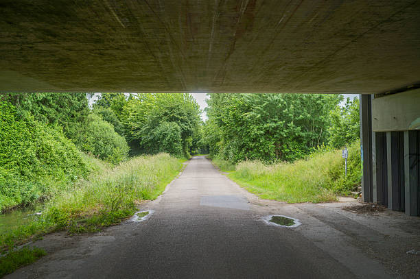 Paved road passing under concrete bridge leading into a forest with lush green trees