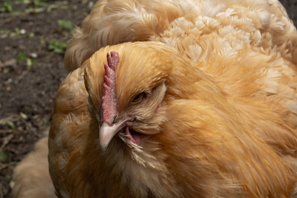 Close-up of a buff silkie chicken with ruffled feathers and an open beak
