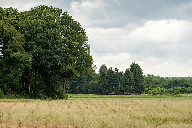 istock Lush green trees bordering dry meadow under cloudy sky 2219132890