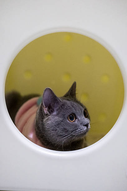 istock 3 months old British Blue, British Shorthair cat wondering around 2219134428