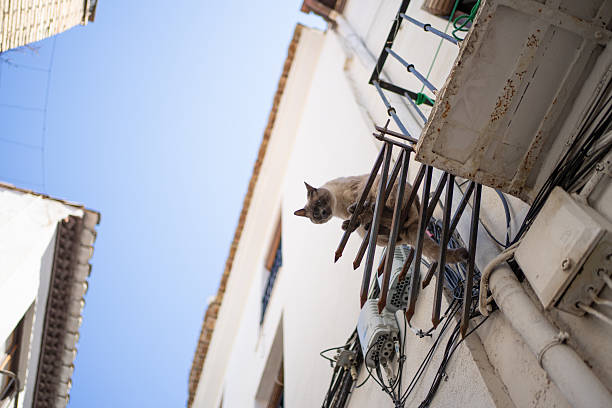 istock Curious cat perching on balcony railing in picturesque alley 2219134543