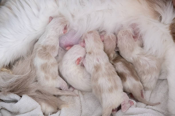 istock Five Newborn Ragdoll kittens feeding from their mother. 2219134863