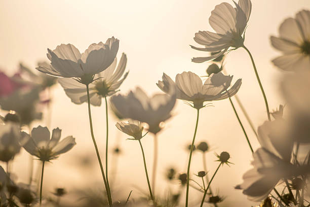 White Cosmos Flowers Backlit by Sunset - Oita, Japan