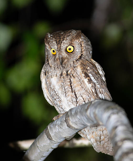 istock Eurasian scops owl, Otus scops. A bird sits on a branch, looking away 2219137642