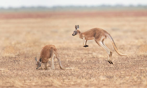 istock Red Kangaroo (Osphranter rufus) in Queensland 2219139088