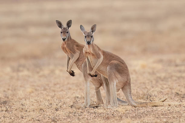 istock Red Kangaroo (Osphranter rufus) in Queensland 2219139093