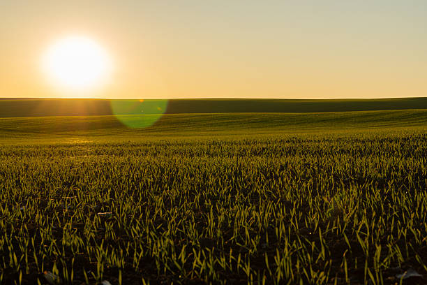 istock Winter wheat sprouts thrive in a lush green field, illuminated by soft sunlight during early morning hours, showcasing nature's growth 2219139284