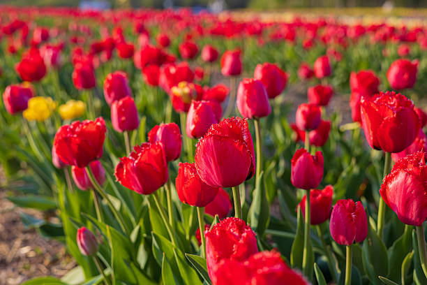 istock A vibrant field filled with blooming tulips displays a stunning array of colors, highlighting nature's beauty during springtime 2219139310