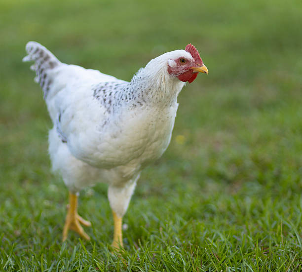 istock Healthy young chicken walking freely on a green pasture 2219139526