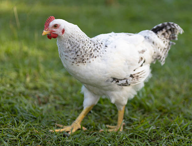 istock Chicken pullet with white and black feathers on a graasy field 2219139531