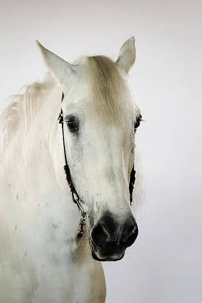 istock Majestic white horse with soft features looking directly at the camera against a neutral backdrop 2219139628