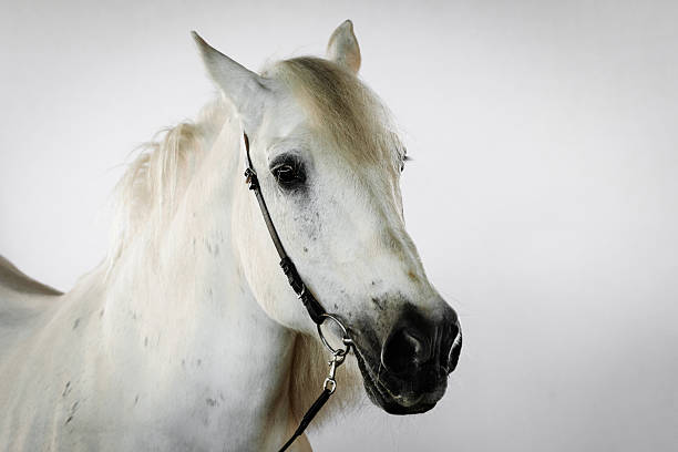 istock Elegant white horse posing against a neutral background in a calm indoor setting 2219139644