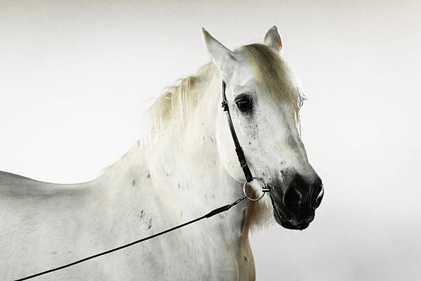 istock Elegant white horse posing against a neutral backdrop during a studio session 2219139657