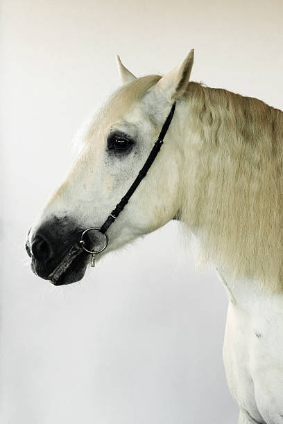 istock Elegant white horse standing in a studio with a simple backdrop 2219139673