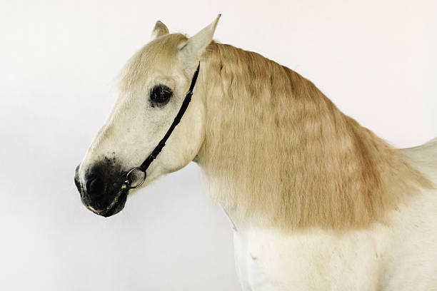 istock Majestic white horse standing against a plain background showcasing its elegant features 2219139695