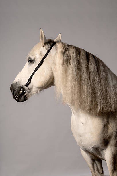 istock Beautiful white horse with long mane posing against plain background in soft lighting 2219139719