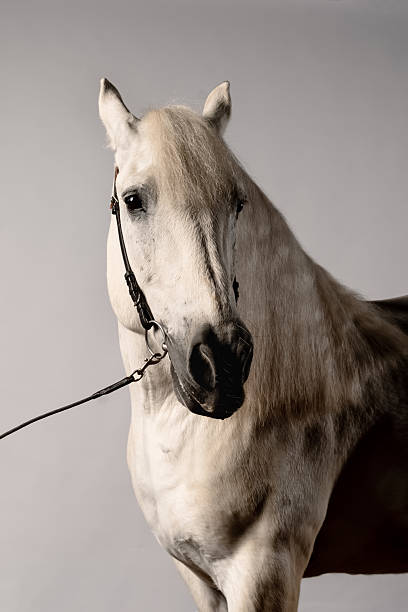 istock Elegant white horse posing in a studio with neutral background and gentle lighting 2219139735