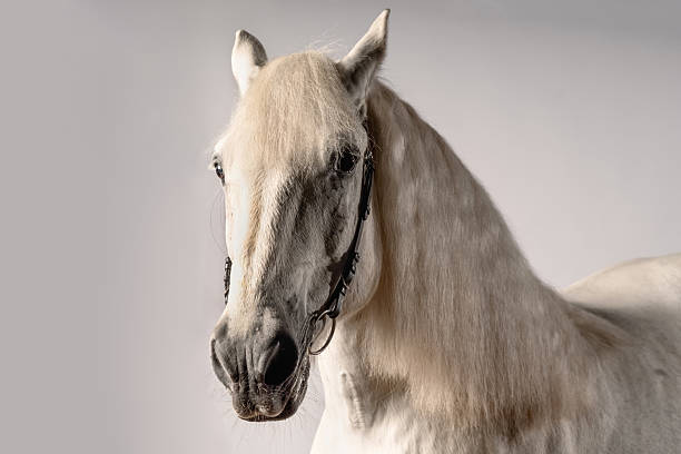 istock Beautiful white horse showcasing its elegant features in a stunning indoor setting 2219139748
