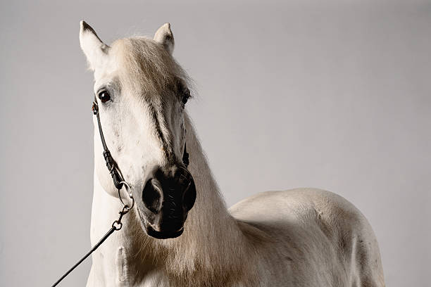 istock Majestic white horse stands calmly against a neutral backdrop 2219139765