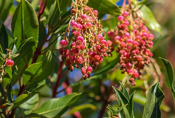 istock Arbutus unedo, commonly known as strawberry tree, also called madrone 2219140163