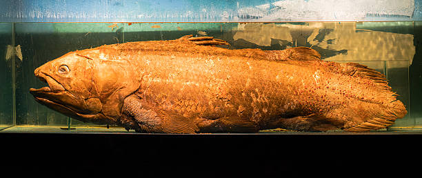 Latimeria chalummae
