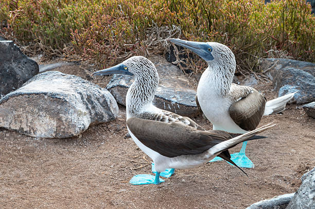istock Galapagos Blue-footed Boobies on Suarez Point, Espanola Island. 2219141038