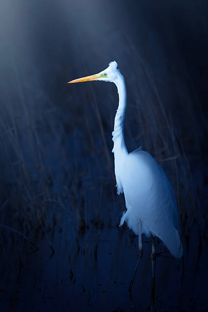 istock Heron. Artistic wildlife photography. Nature background. 2219142008