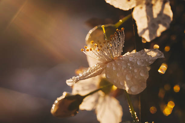 Fresh Grass with Dew Drops against Blurred Background