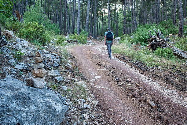 Man walking along a forest road in the evening, following a marked route