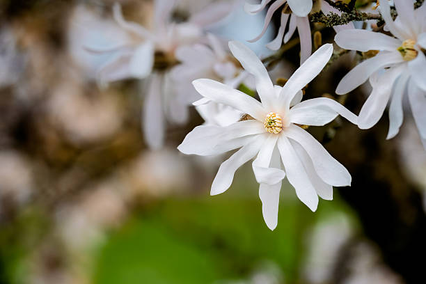 Closeup of white blossom of a magnolia stellata