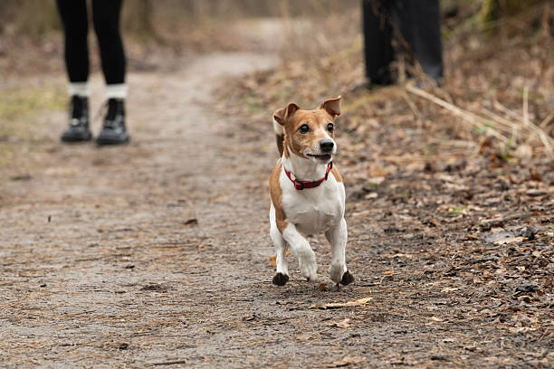 istock A small dog with brown and white markings runs energetically on a dirt path surrounded by trees. A person walks nearby, enjoying the outdoors on a crisp autumn day 2219142855