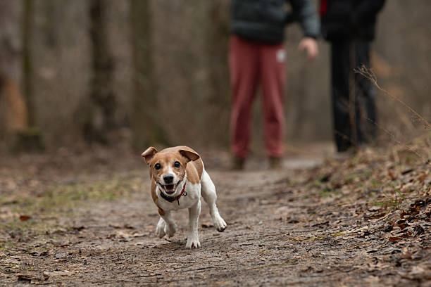 istock A small dog joyfully runs down a dirt path in a forest while its owners walk behind. The scene captures the calmness of nature and playful spirit of the pet 2219142869