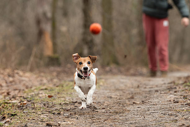 A small dog with a brown and white coat sprints happily along a dirt path, chasing a bright orange ball as its owner tosses it in a wooded park setting.