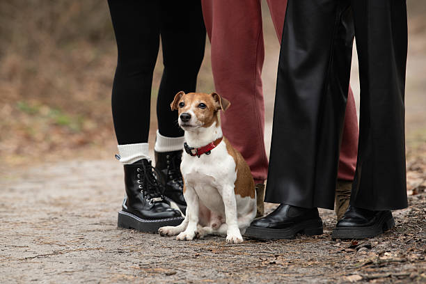 istock A small dog observes its surroundings while sitting on a winding forest path. Two individuals stand nearby, dressed in casual attire, enjoying a serene outdoor moment 2219142887