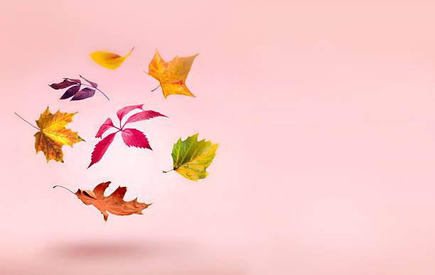 istock Beautiful colorful bright autumn leaves falling and flying on pink background.Fall concept.Decorative composition empty copy space.Foliage. 2219143251