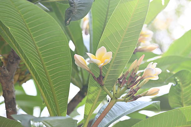 istock Plumeria rubra flower. 2219143717