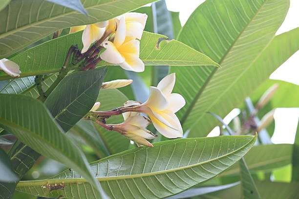 istock Plumeria rubra flower. 2219143721