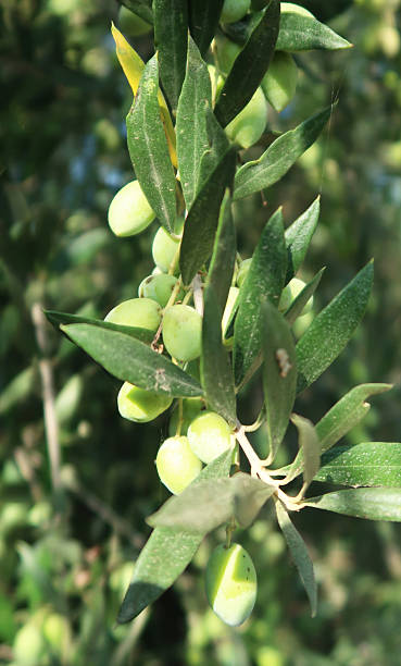 istock Olives hanging on a tree ripening in the sun 2219144342