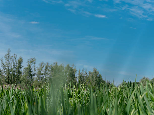 Expansive green crop field stretching toward tree line under clear blue sky with wispy white clouds. Low perspective view of agricultural landscape showing lush vegetation and rural farmland with mixed deciduous and evergreen trees in background.