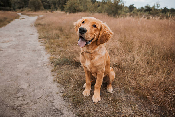 Seated on the trail edge, the Golden Retriever puppy dog blends into the golden grass hues around it.